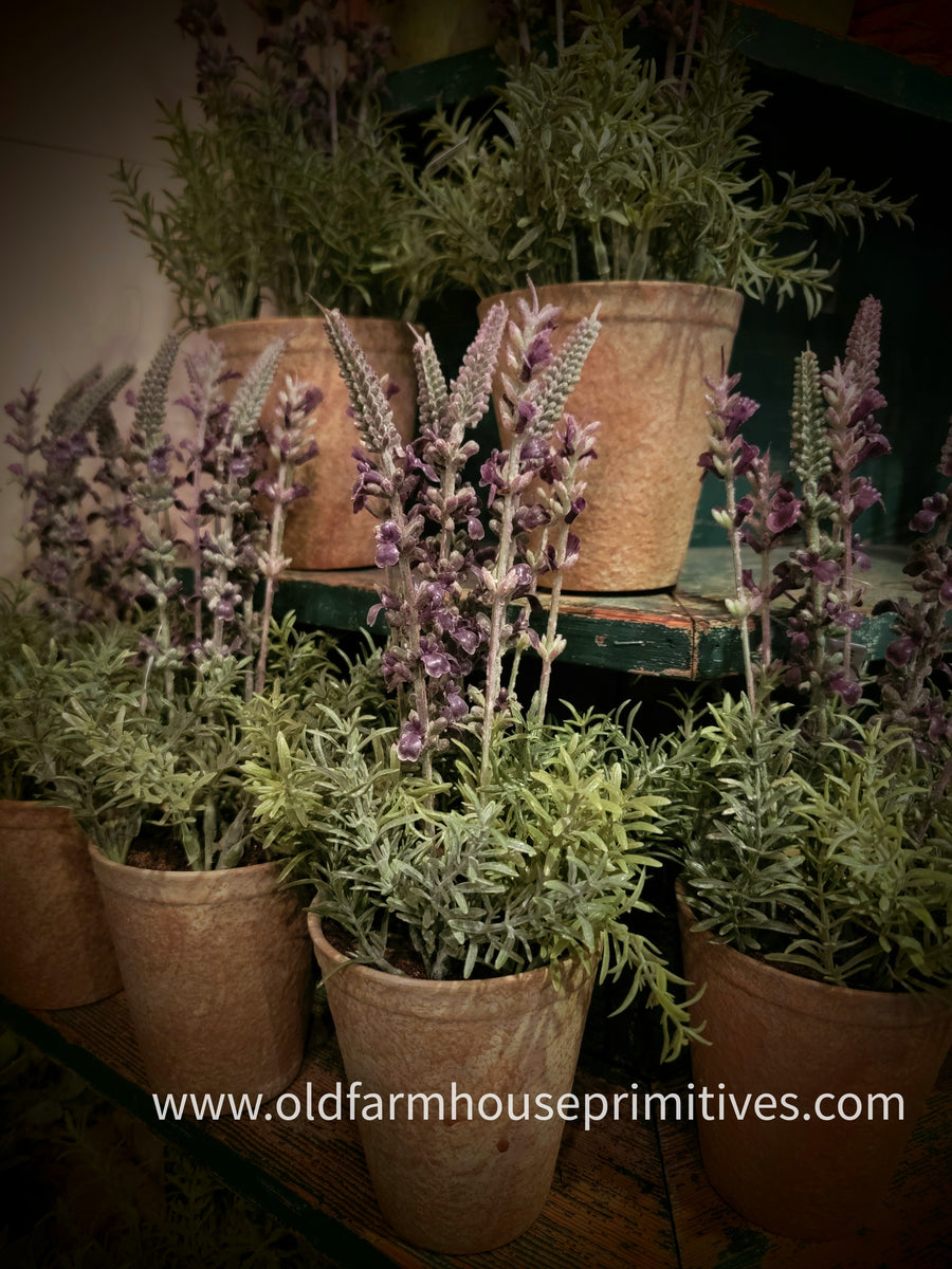 17202A Primitive Lavender in Distressed Clay Pot BEST SELLER BACK