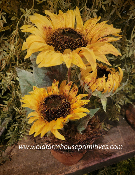 #CSPT5 Primitive Triple Yellow Sunflower 🌻 Pot