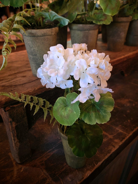 white seed geranium G191306 9In White Potted Geranium – Old Farmhouse Primitives