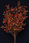 FTE8017RU  Rust Star Flower Bush-20In