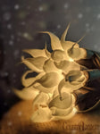 PRIMITIVE STRING LIGHTS – Old Farmhouse Primitives