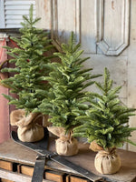 XHP8622  26In Shetland Spruce Tree 🌲
