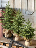 XHP8622  26In Shetland Spruce Tree 🌲