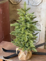 XHP8620  32In Shetland Spruce Tree 🌲