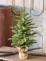 XHP8622  26In Shetland Spruce Tree 🌲