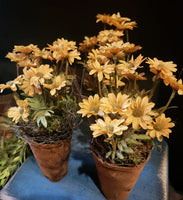#CS25M Primitive Mustard Ash Potted Daisy