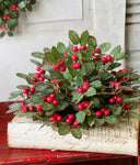 #XND2011  10In Holly Half Sphere w/ Berry
