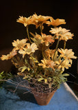 #CS25M Primitive Mustard Ash Potted Daisy