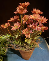 #CSRF25 Primitive Rusty Ash Potted Daisy