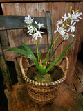 #A240195 Primitive Rattan Produce Basket - Extra Small