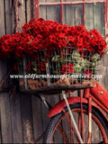 #RH122 Red Geranium Bush ~ TOP SELLER!