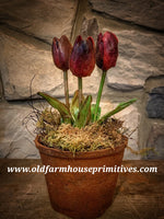 #PGTPL1 Primitive Potted Wax Dipped Tulips “PLUM”