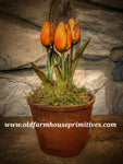 #PGTO Primitive Potted Wax Dipped Tulips “ORANGE”