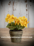 #RHN55 Yellow 7" Potted Geranium