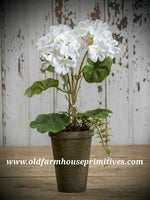 #RHN56 White13” Potted Geranium