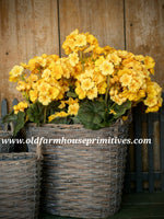 #RHN59 Yellow Geranium Bush