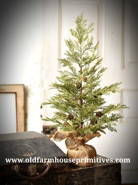 #LHHNRH Primitive North Rim Hemlock Tree 24"  🌲