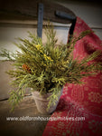 #LV78427 Alpine Cedar 9 Inch Potted