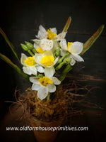 #PTDFW Primitive Potted "White Daffodil"🌼 Flower Pot