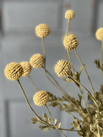 #LV6629 Fall Garden Bliss "Wind Dancer" Cream Bush