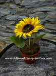 #PPYS Primitive Spiced "Yellow" Potted Sunflower 🌻  Back In Stock