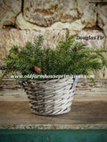 #RH35 Douglas Fir Spray With Pine Cones